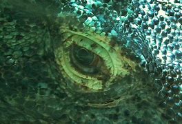 Image result for Dragon Eye Painted Rock