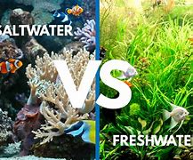 Image result for Freshwater vs Saltwater Fish
