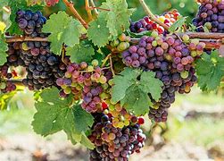 Image result for Spring Mountain Cabernet Franc Cabernet Francisco