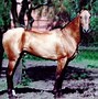 Image result for India Horse Breeds