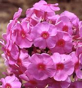 Image result for Phlox Sweet Dreams ® (Paniculata-Group)