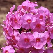 Image result for Phlox Aida (Paniculata-Group)