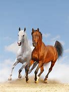 Image result for Horse Galloping Forward