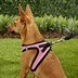Image result for Front Pull Dog Harness