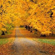 Image result for Yellow Nature Phone Wallpaper