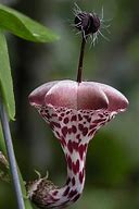 Image result for Most Exotic Flowers in the World