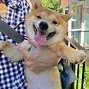 Image result for Shiba Inu Happy