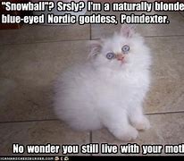 Image result for Hilarious Cat Names