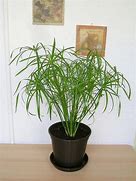 Image result for Umbrella Plant Varieties Cyperus