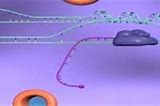 Image result for Protein Folding Animation