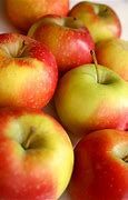 Image result for Apple Species List