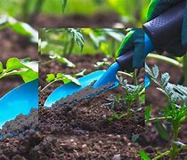 Image result for Apple Tree Fertilizer