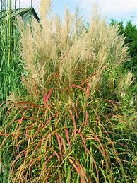 Image result for Miscanthus sinensis Samurai