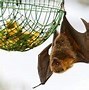 Image result for Brown Bat Habitat