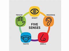 Image result for Five Basic Senses