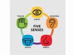 Image result for Images of Five Senses