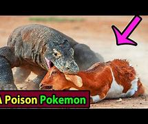 Image result for Komodo Dragon Poison