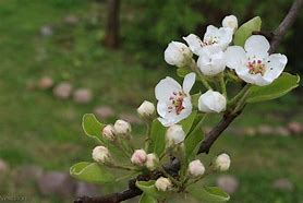 Image result for Pyrus communis Rode Poire Williams