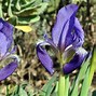 Image result for Iris lutescens Campbellii
