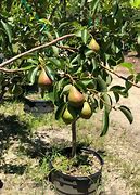 Image result for Peach Plum Pear Apple Tree