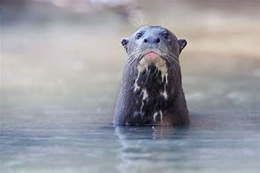 Image result for Giant Otter Amazon Rainforest