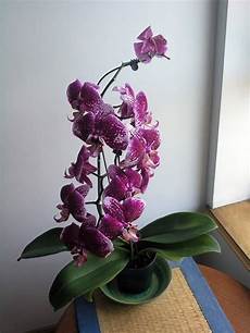 orchidee fiori appassiti come potare un orchidea come potare lavori fai da te orchidee fiori appassiti come potare un orchidea come potare lavori fai da te
