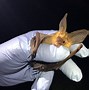 Image result for Big Free-Tailed Bat