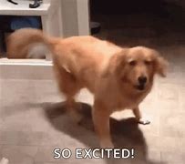 Image result for Excited Puppy Meme