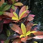 Image result for croton