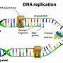 Image result for DNA Replication Types