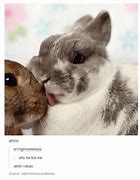 Image result for Rabbit Eating Meme