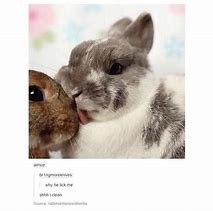 Image result for Meme Rabbit Gray