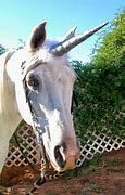 Image result for Horse Unicorn Horn