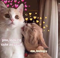 Image result for Love You Bunches Meme Cat