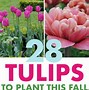Image result for Blooming Tulips