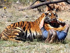 Image result for Siberian Tiger Mauling