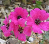 Image result for Geranium (cinereum group) Signal