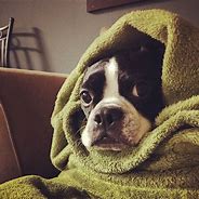 Image result for Dog in Blanket Meme