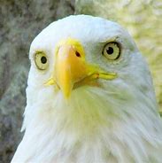 Image result for What Does a Female Eagle Look Like