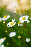 Image result for Peaceminusone Flower