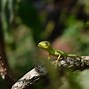 Image result for Back Yard Green Anole Eggs