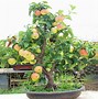 Image result for Dwarf Apple Tree with Fruit