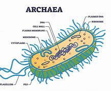 Image result for Archaebacteria Diagram