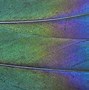 Image result for Cyan Feather Bird