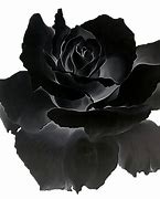 Image result for Black Rose Gothic Art