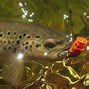 Image result for Lake Trout Fishing Lures