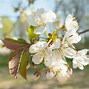 Image result for Prunus avium Schneiders Späte Knorpelkirsche