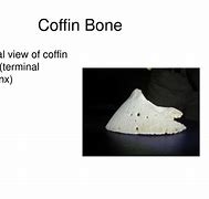 Image result for Coffin Bone Solar Canals
