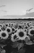 Image result for Sunflower Wallpaper 3000