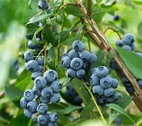 Image result for Blueberry Bush Care
